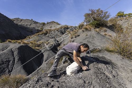 Biosphoto | 2552383 | Luc Ebbo, paleontologist. Preparation of a sample containing fossils for collection. Albian blue marls of Sisteron. Ebbo collection | &copy; Pascal Goetgheluck / Biosphoto