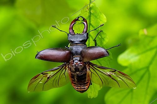Biosphoto | 2629092 | Lucane cerf volant (Lucanus cervus) mâle s'envolant d'une feuille de chêne, Lorraine, France | &copy; Stéphane Vitzthum / Biosphoto