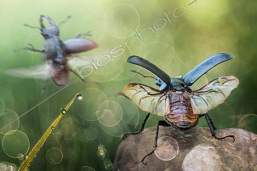 Biosphoto | 2148314 | Lucane cerf-volant (Lucanus cervus) mâle adulte s'envolant à la suite d'un congénère | &copy; Alberto Ghizzi Panizza / Biosphoto