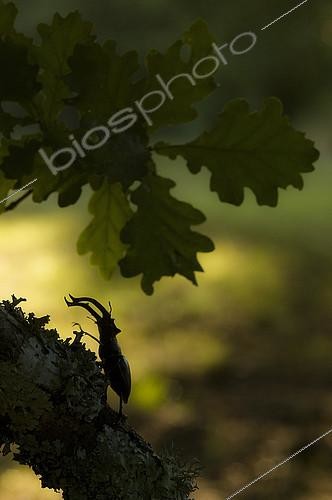 Biosphoto | 2148372 | Lucane cerf-volant (Lucanus cervus) mâle sur un Chêne, Pyrénées, Espagne | &copy; Jorge Ruiz del Olmo / Biosphoto