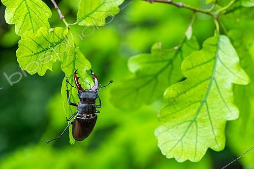 Biosphoto | 2629091 | Lucane cerf volant (Lucanus cervus) mâle sur une feuille de chêne, Lorraine, France | &copy; Stéphane Vitzthum / Biosphoto