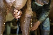 Biosphoto | 2561129 | Lucas, 15 years old, checking the quality of milk from a cow with a manual milking before the installation of the electric milking machine, La Clusaz, Haute-Savoie, France | &copy; Antoine Boureau / Biosphoto