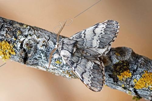 Biosphoto | 2559861 | Lunar Marbled Brown (Drymonia ruficornis), moth on wood, top view, open wings, Gers, France. | &copy; Christophe Florin / Biosphoto