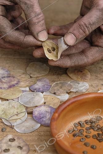 Biosphoto | 940036 | Lunaria annua, Honesty | &copy; Sue Kennedy / Flowerphotos / Biosphoto