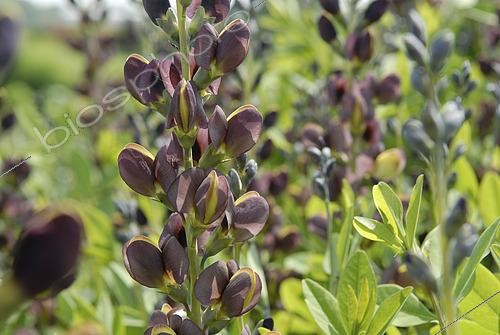 Biosphoto | 2521715 | Lupin indigo, Baptisia x australis 'Chocolate Chip', fleurs | &copy; Visions Pictures / Biosphoto