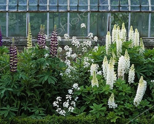 Biosphoto | 629465 | Lupins en fleur devant une serre dans un jardin | &copy; Gilles Le Scanff & Joëlle-Caroline Mayer / Biosphoto