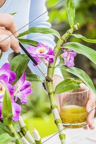 Biosphoto | 2489488 | Lutte contre les cochenilles farineuses sur une orchidée (Dendrobium) à l'aide d'une lotion maison fabriquée à partir d'huile de table, d'alcool et d'huile essentielle. | &copy; Jean-Michel Groult / Biosphoto
