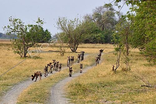 Biosphoto | 2623038 | Lycaons (lycaon pictus) troupe partant en chasse. Botswana | &copy; Michel Bureau / Biosphoto