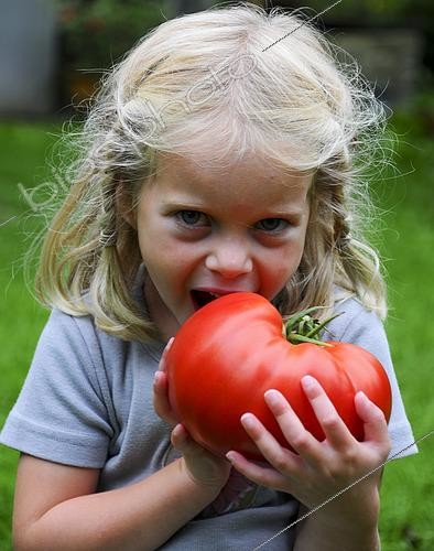 Biosphoto | 2457740 | Lycopersicon esculentum Beefsteak | &copy; Visions Pictures / Biosphoto