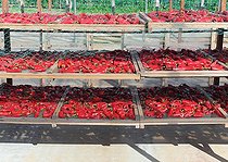 Biosphoto | 2059289 | Lying and drying peppers AOC Espelette, Ainhoa, Basque Country, | &copy; Laurent Lhoté / Biosphoto