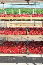Biosphoto | 2059290 | Lying and drying peppers AOC Espelette, Ainhoa, Basque Country, | &copy; Laurent Lhoté / Biosphoto