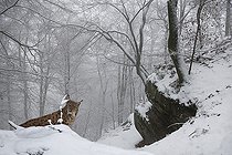 Biosphoto | 2459063 | Lynx boréal (Lynx lynx) dans la neige, Parc naturel régional des Vosges du Nord, France - montage numérique | &copy; Michel Rauch / Biosphoto