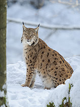Biosphoto | 2609762 | Lynx boréal (Lynx lynx) en hiver dans le Parc National de la Forêt Bavaroise, zone d'enclos, Allemagne, Europe. | &copy; Martin Zwick / Biosphoto