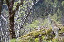 Biosphoto | 2304229 | Lynx boréal (Lynx lynx) en sous-bois, Vallée de la Doller, Haut-Rhin, Alsace, France - montage numérique | &copy; Bruno Mathieu / Biosphoto