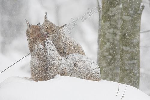 Biosphoto | 2461178 | Lynx boréaux (Lynx lynx), séance de grooming sous la neige, Parc national de la forêt Bavaroise, Bavière, Allemagne | &copy; Patrick Frischknecht / imageBROKER / Biosphoto