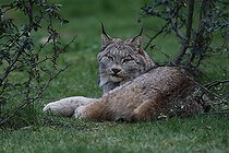 Biosphoto | 2395085 | Lynx du Canada (Lynx canadensis) couché dans l'herbe | &copy; Jean-François Noblet / Biosphoto