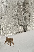 Biosphoto | 1250102 | Lynx d'Eurasie en hiver PRN des Ballons des Vosges France - montage numérique | &copy; Michel Rauch / Biosphoto
