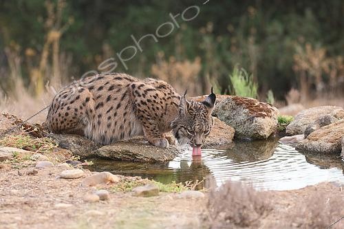 Biosphoto | 2602343 | Lynx ibérique ou lynx pardelle (Lynx pardinus) femelle adulte venant boire à une source, province de Castille la Mancha, Espagne | &copy; Jean Mayet / Biosphoto