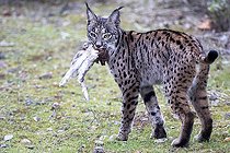 Biosphoto | 2394601 | Lynx pardelle (Lynx pardinus) avec proie, Cordoue, Espagne | &copy; Óscar Díez Martínez / Biosphoto