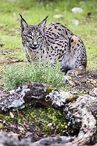 Biosphoto | 2394599 | Lynx pardelle (Lynx pardinus), Cordoue, Espagne | &copy; Óscar Díez Martínez / Biosphoto
