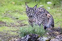 Biosphoto | 2394600 | Lynx pardelle (Lynx pardinus), Cordoue, Espagne | &copy; Óscar Díez Martínez / Biosphoto