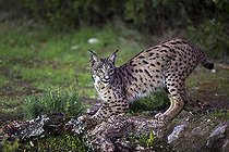 Biosphoto | 2394608 | Lynx pardelle (Lynx pardinus), Cordoue, Espagne | &copy; Óscar Díez Martínez / Biosphoto