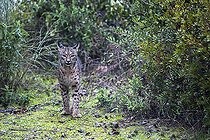 Biosphoto | 2394612 | Lynx pardelle (Lynx pardinus), Cordoue, Espagne | &copy; Óscar Díez Martínez / Biosphoto