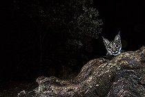 Biosphoto | 2394611 | Lynx pardelle (Lynx pardinus) jeune de nuit, Cordoue, Espagne | &copy; Óscar Díez Martínez / Biosphoto