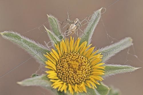 Biosphoto | 2615352 | Lynx spider (Oxyopes heterophthalmus) on spiny starwort (Pallenis spinosa), in the garrigue on a summer morning, in Esparron-de-Verdon, Verdon Regional Natural Park, Alpes-de-Haute-Provence, Provence-Alpes-Côte d’Azur, France. | &copy; Yves Noto Campanella / Biosphoto