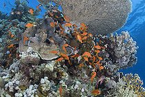 Biosphoto | 2583334 | Lyre-tailed Anthias (Pseudanthias squamipinnis) sheltered under a coral of the genus Acropora. Coral reef, corals. Ras Muhammad National Park (Sharm Al Sheikh - Raas Mohammed) and Tiran Strait. Sinai Peninsula. Red Sea, Egypt. | &copy; Sergio Hanquet / Biosphoto