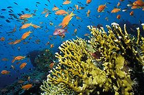 Biosphoto | 980993 | Lyretail Fairy Basslet over Net Fire Corals, Ras Mohammed, Sinai, Red Sea, Egypt | &copy; Borut Furlan / WaterFrame / Biosphoto