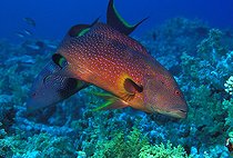 Biosphoto | 980997 | Lyretail Grouper, Ras Mohammed, Sinai, Red Sea, Egypt | &copy; Borut Furlan / WaterFrame / Biosphoto