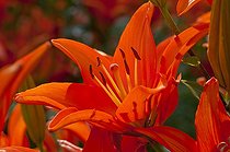 Biosphoto | 1249695 | Lys en fleur dans un jardin | &copy; Frédéric Didillon / Biosphoto