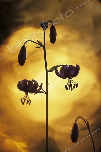 Biosphoto | 1136667 | Lys martagon en sous-bois Falaise de Nans dans le Doubs | &copy; Florent Cardinaux  / Biosphoto
