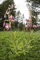 Biosphoto | 2609363 | Lys martagon (Lilium martagon) poussant dans un environnement typique de haute altitude, Trentino-Alto Adige, Italie | &copy; Tonči Maletic / Biosphoto