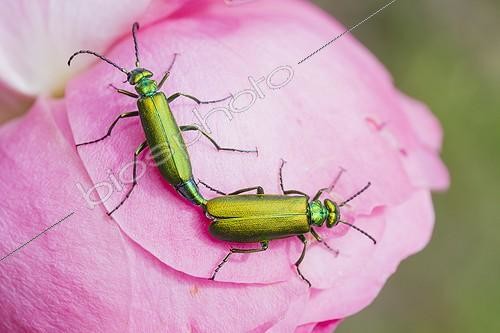 Biosphoto | 1987563 | Lytta Spanishfly mating on a Rose - Provence France  | &copy; Benoît Personnaz / Biosphoto