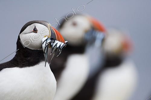 Biosphoto | 1250559 | Macareux moine portant des poissons dans le bec RU | &copy; David Tipling / Biosphoto