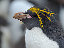 Biosphoto | 2621548 | Macaroni penguin (Eudyptes Chrysolophus) on the Falkland Islands, Bleaker Island. South America, Subantarctica, Falkland Islands | &copy; Martin Zwick / Biosphoto