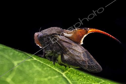 Biosphoto | 2435320 | Machaerotidae ; Tube Spittlebug ; Backlit of a tube spittlebug ; Singapore | &copy; Melvyn Yeo / Biosphoto