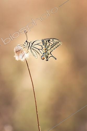 Biosphoto | 2027309 | Machaon sur herbe sèche dans la garrigue - France | &copy; Patrick Goujon / Biosphoto