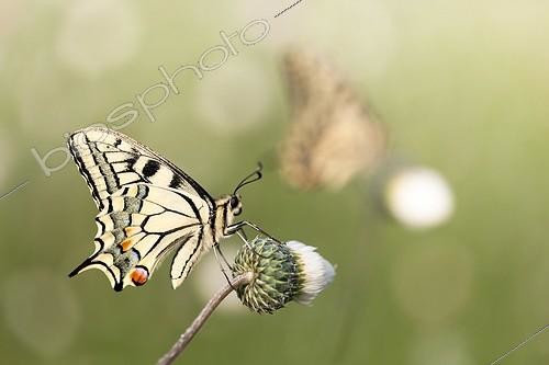 Biosphoto | 2027310 | Machaon sur une fleur dans la garrigue - France | &copy; Patrick Goujon / Biosphoto