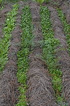 Biosphoto | 2419816 | Mâche plantée entre des bandes de foin, Parc naturel régional des Vosges du Nord, France | &copy; Michel Rauch / Biosphoto