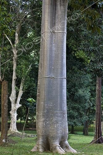 Biosphoto | 621488 | Macondo trunk Peradeniya Botanical Garden Kandy  | &copy; Michel Gunther / Mau / Biosphoto