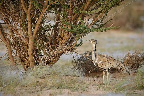 Biosphoto | 2082583 | Macqueen’s bustard (Chlamydotis macqueenii), Najd, Saudi Arabia | &copy; Olivier Couppey / Biosphoto