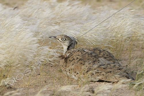 Biosphoto | 2086498 | Macqueen’s bustard (Chlamydotis macqueenii), incubating female, Najd Plateau, Saudi Arabia | &copy; Olivier Couppey / Biosphoto