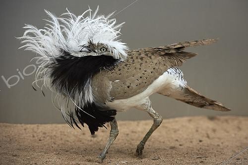 Biosphoto | 2082585 | Macqueen’s bustard (Chlamydotis macqueenii) male, courtship display, Saudi Arabia | &copy; Olivier Couppey / Biosphoto