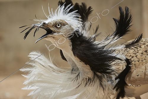 Biosphoto | 2082586 | Macqueen’s bustard (Chlamydotis macqueenii), male nuptial parade, Saudi Arabia | &copy; Olivier Couppey / Biosphoto