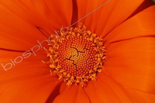 Biosphoto | 578136 | Macro a flower Gazania, Ardeche | &copy; Jean-Philippe Vantighem / Biosphoto