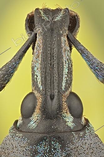 Biosphoto | 1716637 | Macro of the head of a weevil ; These weevils are among the most colorfull ones in the world, the colour may serve as a warning to predators that they do not taste very well | &copy; Francisco Javier Torrent Andres / Visual and Written - Photo Collection / Biosphoto