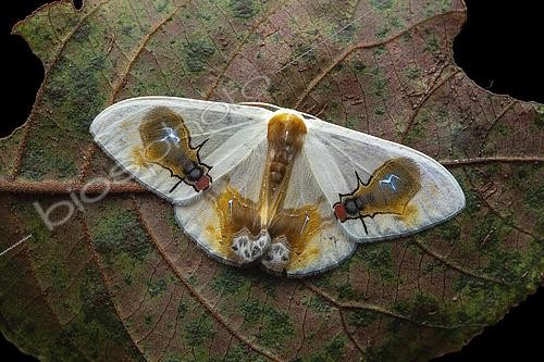 Biosphoto | 2459279 | Macrocilix maia, imago, Parc national de Kinabalu, Bornéo, Malaisie. Les dessins de ses ailes évoquent, possiblement, deux mouches se nourrissant d'une fiente d'oiseau | &copy; Frank Deschandol & Philippe Sabine / Biosphoto